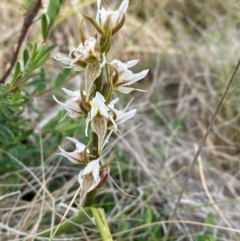 Prasophyllum basalticum at suppressed - suppressed