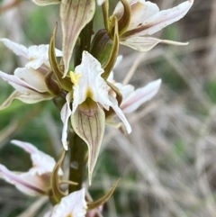 Prasophyllum basalticum at suppressed - suppressed