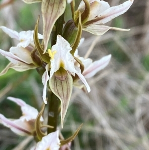Prasophyllum basalticum at suppressed - suppressed