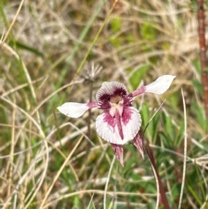 Diuris venosa at Barrington Tops National Park - suppressed