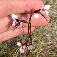 Diuris venosa at Barrington Tops National Park - suppressed