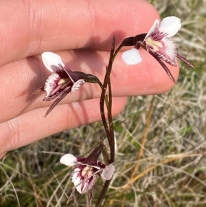 Diuris venosa at Barrington Tops National Park - suppressed