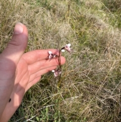 Diuris venosa at Barrington Tops National Park - suppressed
