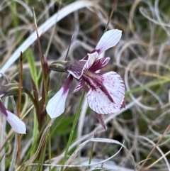 Diuris venosa at Barrington Tops National Park - suppressed