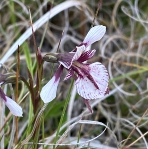 Diuris venosa at Barrington Tops National Park - 19 Dec 2023