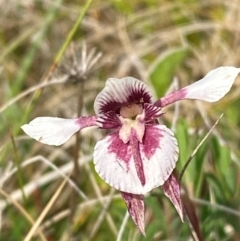 Diuris venosa at Barrington Tops National Park - suppressed