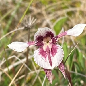 Diuris venosa at Barrington Tops National Park - 19 Dec 2023