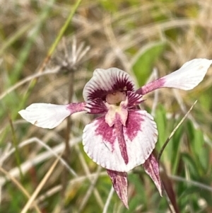 Diuris venosa at Barrington Tops National Park - suppressed