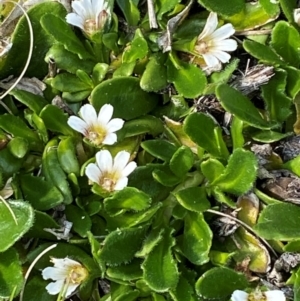 Scaevola hookeri at Barrington Tops National Park - 19 Dec 2023