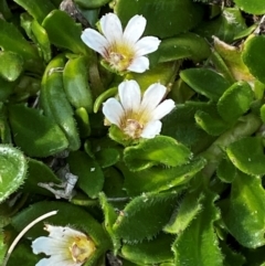 Scaevola hookeri at Barrington Tops National Park - 19 Dec 2023