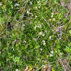 Scaevola hookeri at Barrington Tops National Park - 19 Dec 2023 09:05 AM