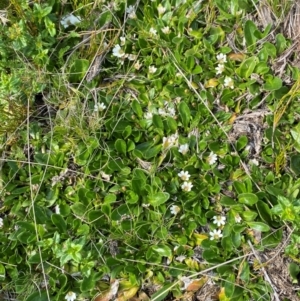 Scaevola hookeri at Barrington Tops National Park - 19 Dec 2023 09:05 AM