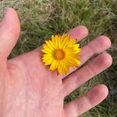 Xerochrysum sp. Glencoe (M.Gray 4401) NE Herbarium at Barrington Tops National Park - 19 Dec 2023 by Tapirlord