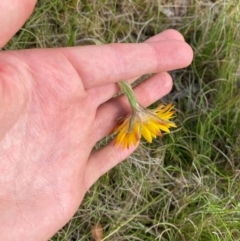 Xerochrysum sp. Glencoe (M.Gray 4401) NE Herbarium at Barrington Tops National Park - suppressed