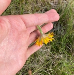 Xerochrysum sp. Glencoe (M.Gray 4401) NE Herbarium at Barrington Tops National Park - suppressed