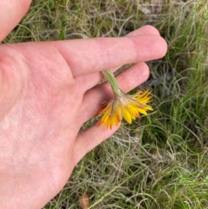 Xerochrysum sp. Glencoe (M.Gray 4401) NE Herbarium at Barrington Tops National Park - 19 Dec 2023