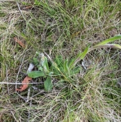 Xerochrysum sp. Glencoe (M.Gray 4401) NE Herbarium at Barrington Tops National Park - suppressed