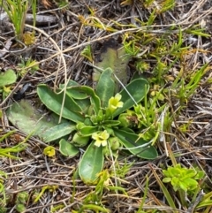 Goodenia montana (Mountain Velleia) at Barrington Tops National Park - 19 Dec 2023 by Tapirlord