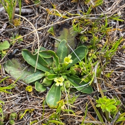 Velleia montana (Mountain Velleia) at Barrington Tops, NSW - 18 Dec 2023 by Tapirlord