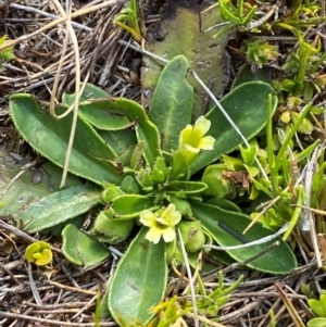 Goodenia montana at Barrington Tops National Park - 19 Dec 2023 09:03 AM
