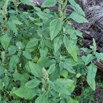 Amaranthus retroflexus (Redroot Amaranth) at Lower Molonglo - 1 Feb 2024 by Jiggy