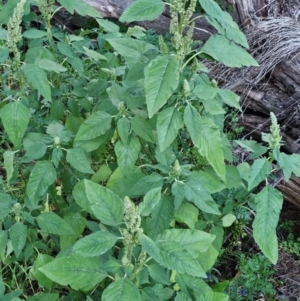 Amaranthus retroflexus at Molonglo River Reserve - 2 Feb 2024