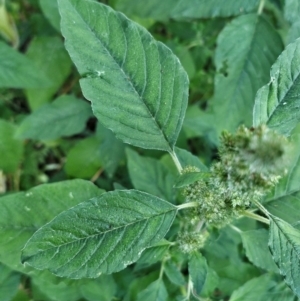 Amaranthus retroflexus at Molonglo River Reserve - 2 Feb 2024