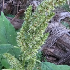 Amaranthus retroflexus at Molonglo River Reserve - 2 Feb 2024