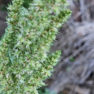 Amaranthus retroflexus at Molonglo River Reserve - 2 Feb 2024