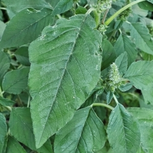 Amaranthus retroflexus at Molonglo River Reserve - 2 Feb 2024