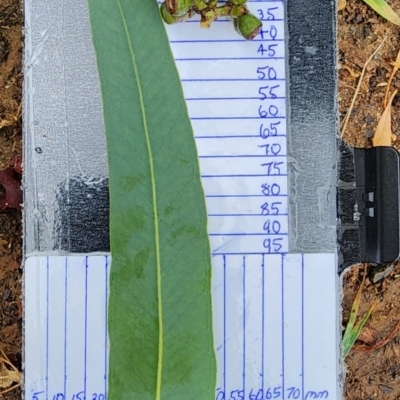 Eucalyptus michaeliana (Hillgrove Gum) at Bruce, ACT - 5 Feb 2024 by Steve818