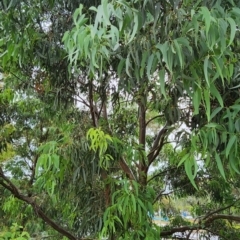 Eucalyptus michaeliana at Radford College - 5 Feb 2024