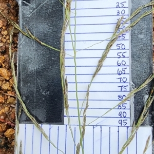 Eragrostis curvula at Radford College - 5 Feb 2024