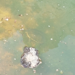 Chelodina longicollis (Eastern Long-necked Turtle) at Uriarra Village, ACT - 12 Dec 2023 by rangerstacey