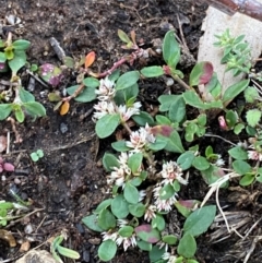 Alternanthera sp. A Flora of NSW (M. Gray 5187) J. Palmer at Garran, ACT - 27 Dec 2023 by Tapirlord