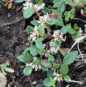 Alternanthera sp. A Flora of NSW (M. Gray 5187) J. Palmer at Red Hill Nature Reserve - 27 Dec 2023 08:13 PM