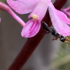 Myrmecia sp., pilosula-group (Jack jumper) at Paddys River, ACT - 26 Dec 2023 by Tapirlord