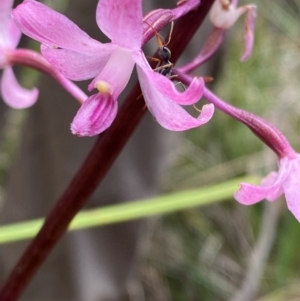 Myrmecia sp., pilosula-group at Tidbinbilla Nature Reserve - 26 Dec 2023