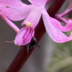 Myrmecia sp., pilosula-group at Tidbinbilla Nature Reserve - 26 Dec 2023