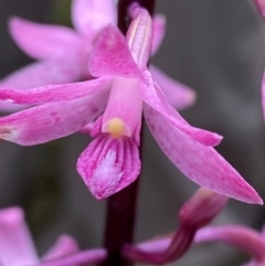 Dipodium roseum (Rosy Hyacinth Orchid) at Paddys River, ACT - 26 Dec 2023 by Tapirlord