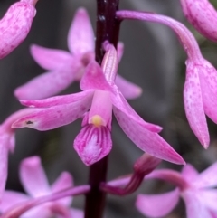 Dipodium roseum at Tidbinbilla Nature Reserve - suppressed