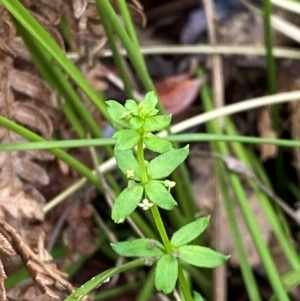 Galium leiocarpum at Tidbinbilla Nature Reserve - 26 Dec 2023