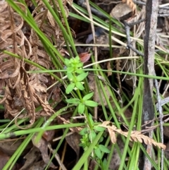 Galium leiocarpum at Tidbinbilla Nature Reserve - 26 Dec 2023