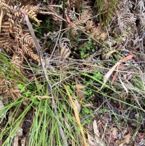 Galium leiocarpum at Tidbinbilla Nature Reserve - 26 Dec 2023