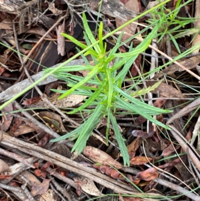 Senecio diaschides (Erect Groundsel) at Paddys River, ACT - 26 Dec 2023 by Tapirlord