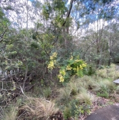 Acacia parramattensis (Parramatta Green Wattle) at Paddys River, ACT - 26 Dec 2023 by Tapirlord