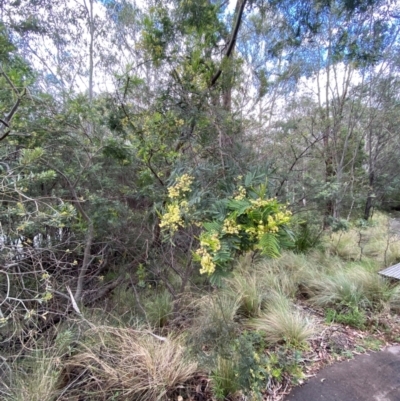 Acacia parramattensis (Parramatta Green Wattle) at Tidbinbilla Nature Reserve - 26 Dec 2023 by Tapirlord