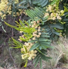 Acacia parramattensis at Tidbinbilla Nature Reserve - 26 Dec 2023