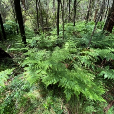 Hypolepis glandulifera (Downy Ground Fern) at Paddys River, ACT - 26 Dec 2023 by Tapirlord