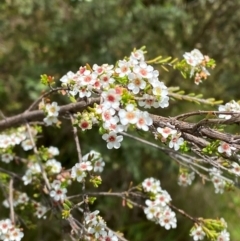 Baeckea utilis (Mountain Baeckea) at Tidbinbilla Nature Reserve - 26 Dec 2023 by Tapirlord